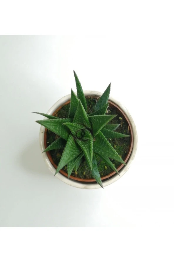 Haworthia 'limifolia' Mini Beyaz Seramik Saksılı - Resim 3