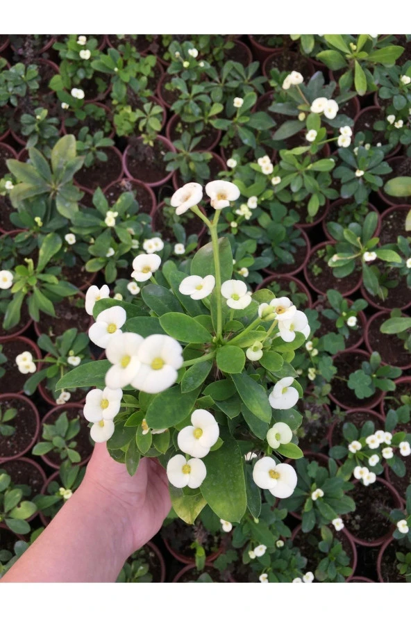 Dikenler Tacı Çiçekli Ithal Hollanda Milli (BEYAZ) - Resim 2