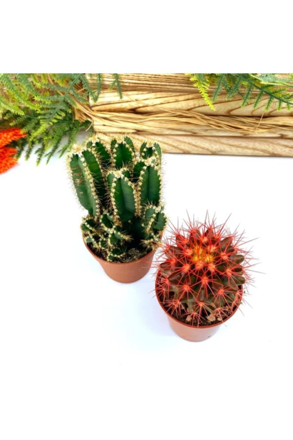 Premium Koleksiyon Serisi Kızıl Kaktüs Ve Mexico Kaktüsü - Resim 5