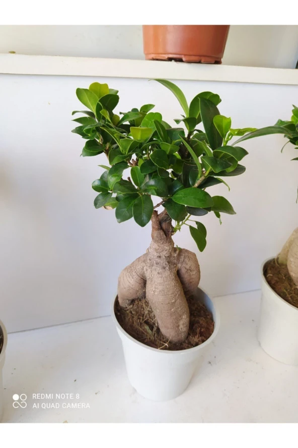 Bonsai Ağacı