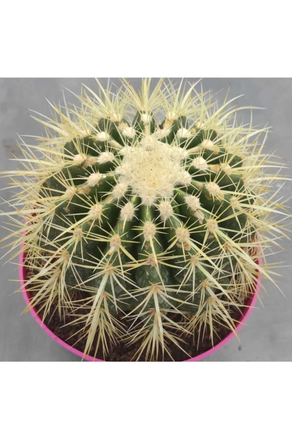 Echinocactus Grusonii - Resim 2