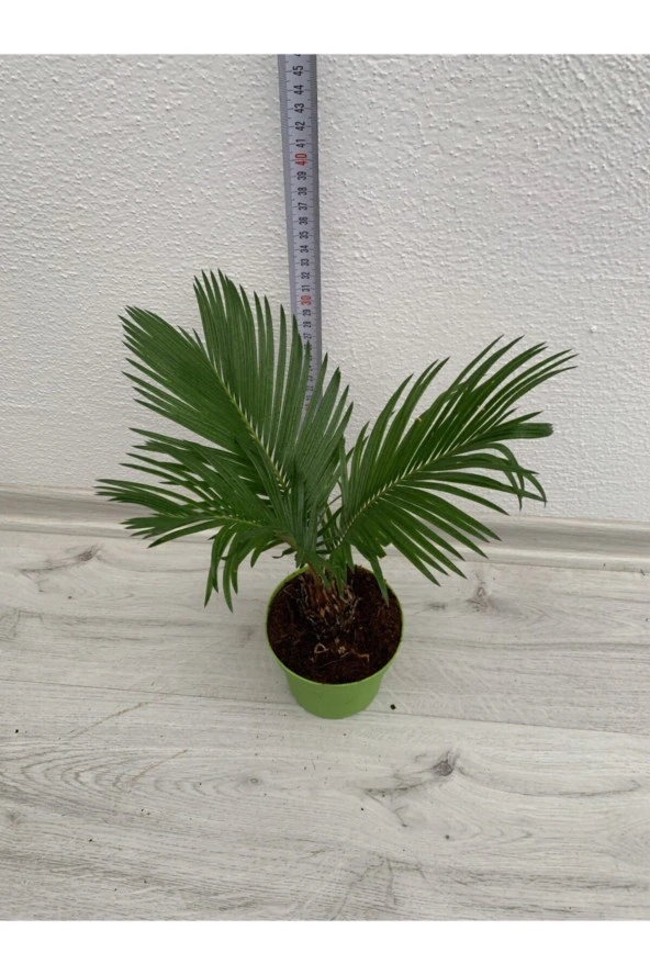 Cycas Revoluta ürün görseli