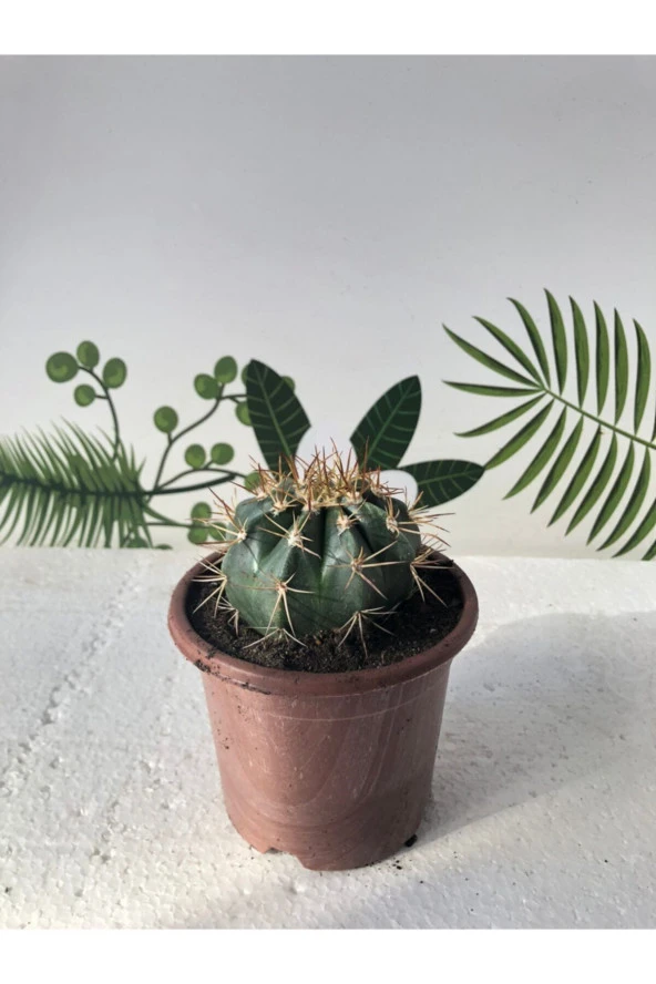 Melocactus Matanzanus 10.5 Cm Saksı ürün görseli