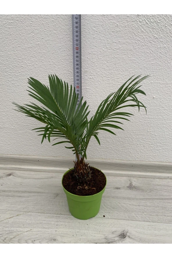 Cycas Revoluta - Resim 2