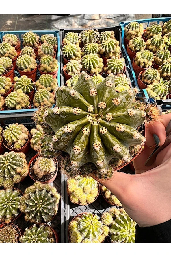 Echinopsis Oxygona Kaktüs (BOL YAVRULU KAYNANA TOPUZU) - 8,5 Cm - Resim 2
