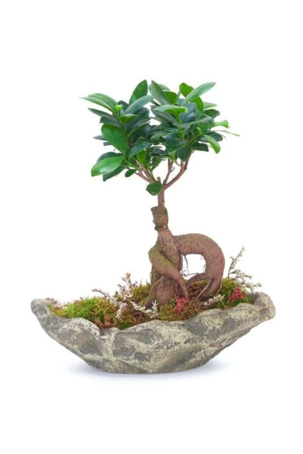 Ağaç Kabuğu Beton Saksıda Bonsai ürün görseli