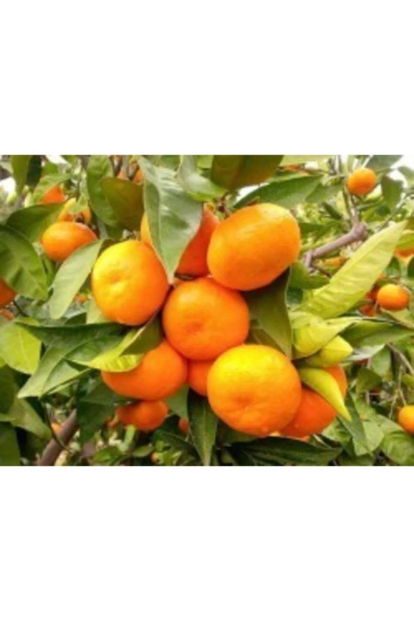 King Mandalina Fidanı Tüplü ürün görseli