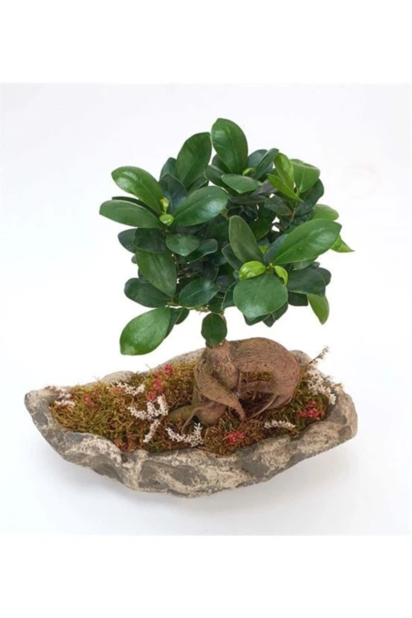 Ağaç Kabuğu Beton Saksıda Bonsai - Resim 2
