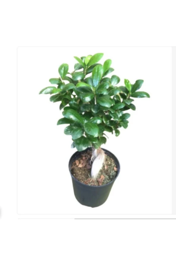 Bonsaii Ficus Microcarpa Bonsai 30-40 Cm ürün görseli