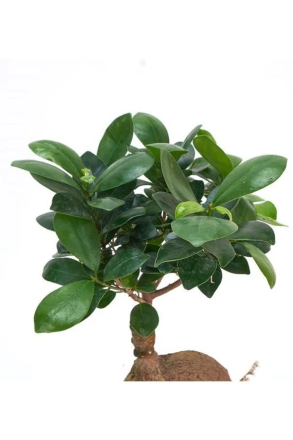 Ağaç Kabuğu Beton Saksıda Bonsai - Resim 3