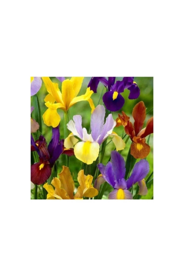 50 Adet Karışık Iris Süsen Soğanı ürün görseli