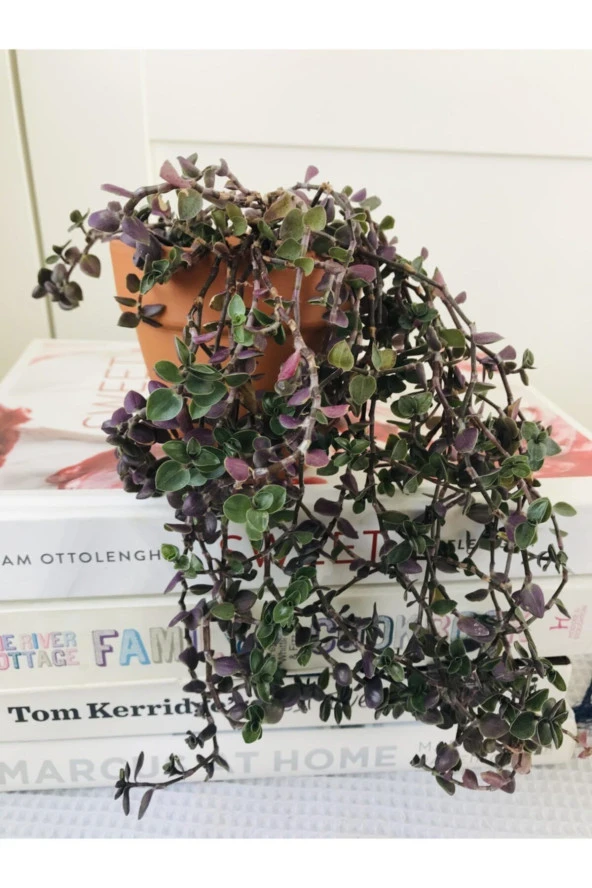 Toprak Saksıda Callisia Repens Sukulent ürün görseli