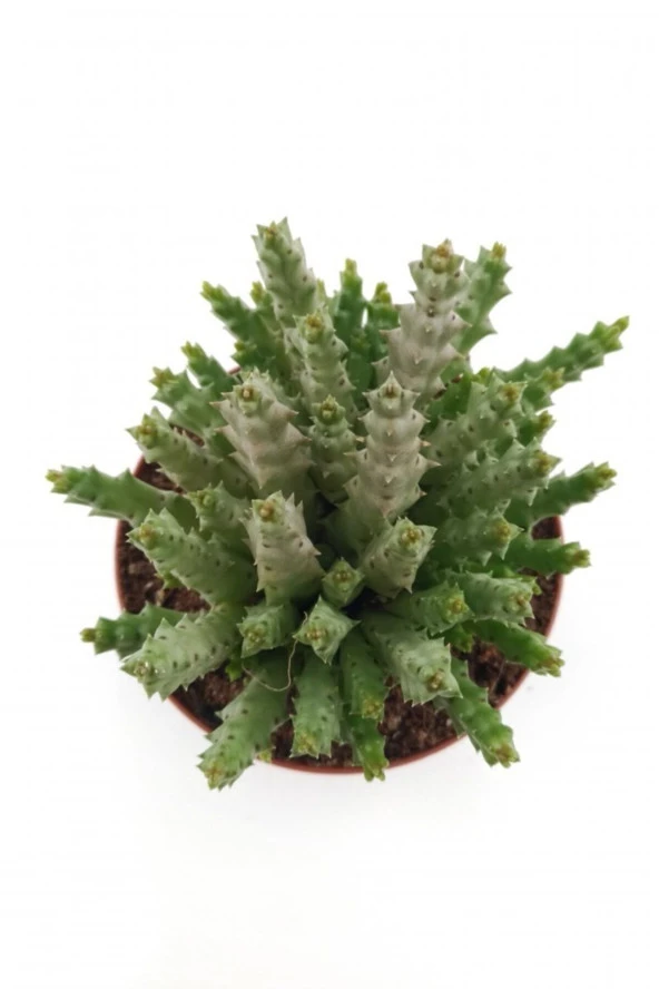 Leş Kaktüs - 8.5 Cm Saksıda - Resim 2