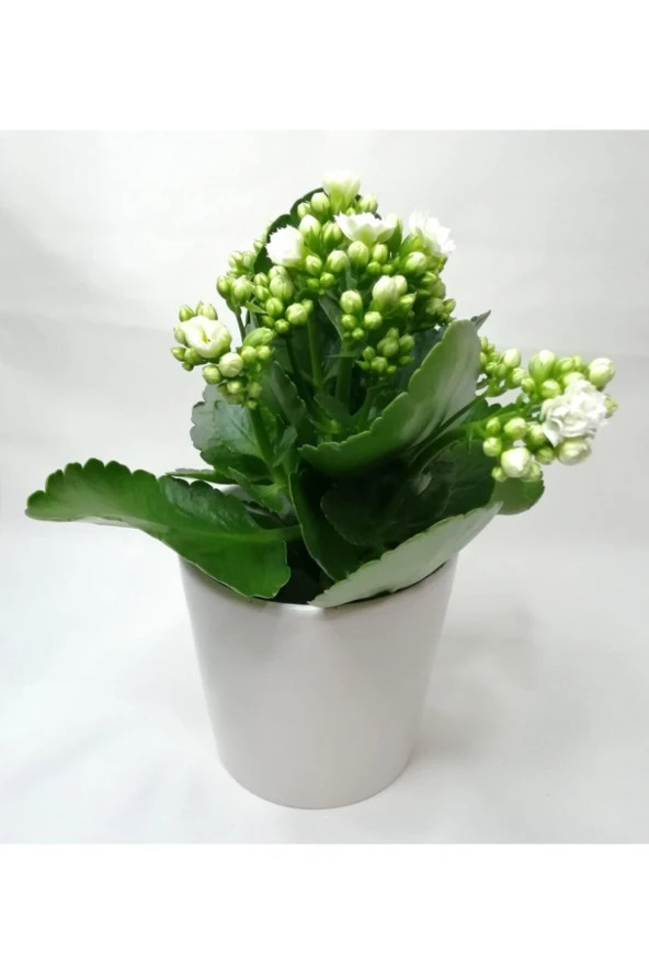 Kalanchoe Beyaz Renkli Kalanşo Seramik Saksıda - 2