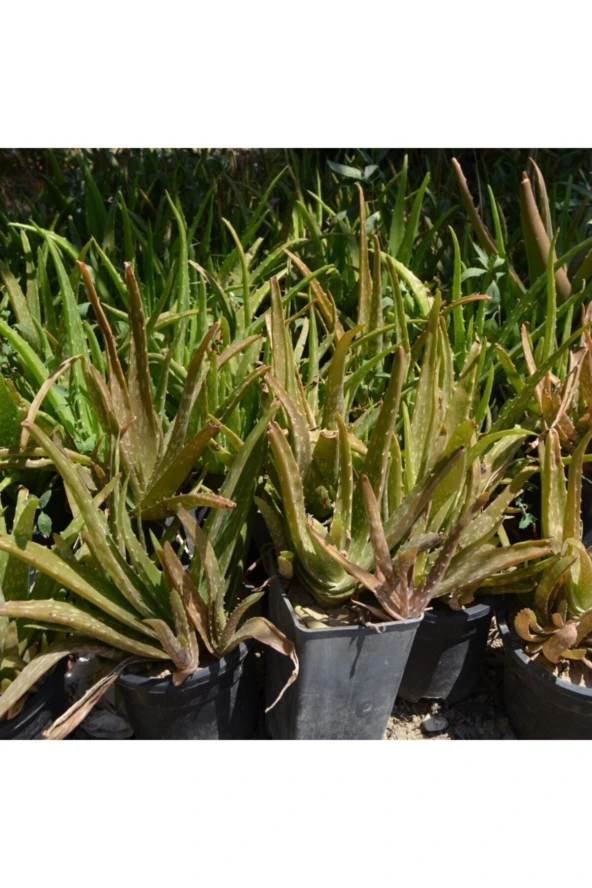 4 Adet Aloe Vera Bitkisi 20-30 Cm