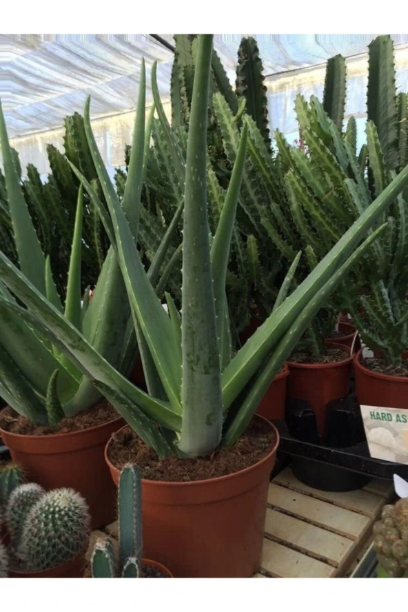 Aloe Vera Bitkisi Orta Boy Saksılı Jel Için Uygun - 2