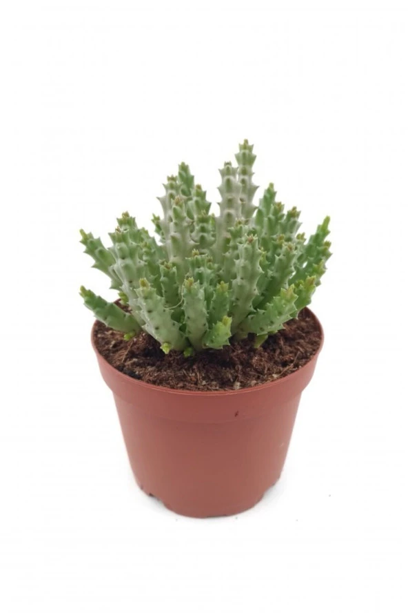 Leş Kaktüs - 8.5 Cm Saksıda - Resim 3