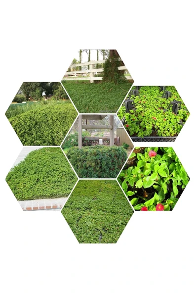 48 Fide Buz Çiçeği Zemin Örtücü 4 Mevsim Yemyeşil ürün görseli