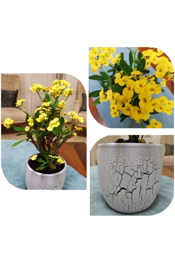 Büyük Beton Saksıda Büyük Sarı Dikenler Tacı ürün görseli