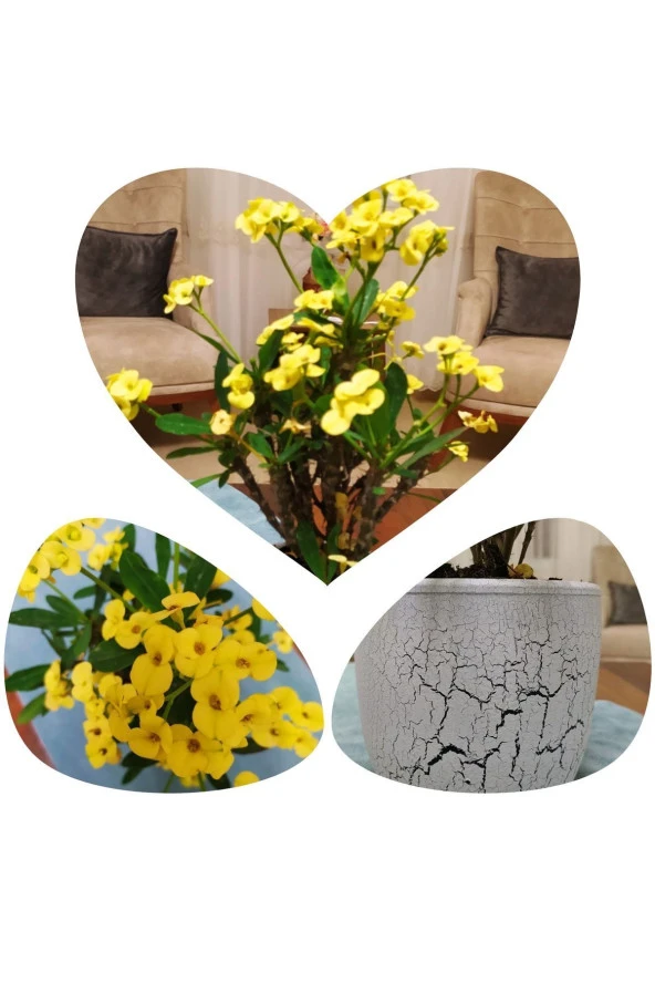 Büyük Beton Saksıda Büyük Sarı Dikenler Tacı - Resim 2