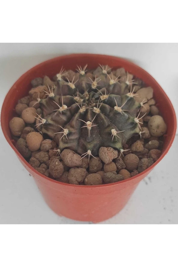 Dörtlü Gymnocalycium Mihanovichii Set - Resim 3