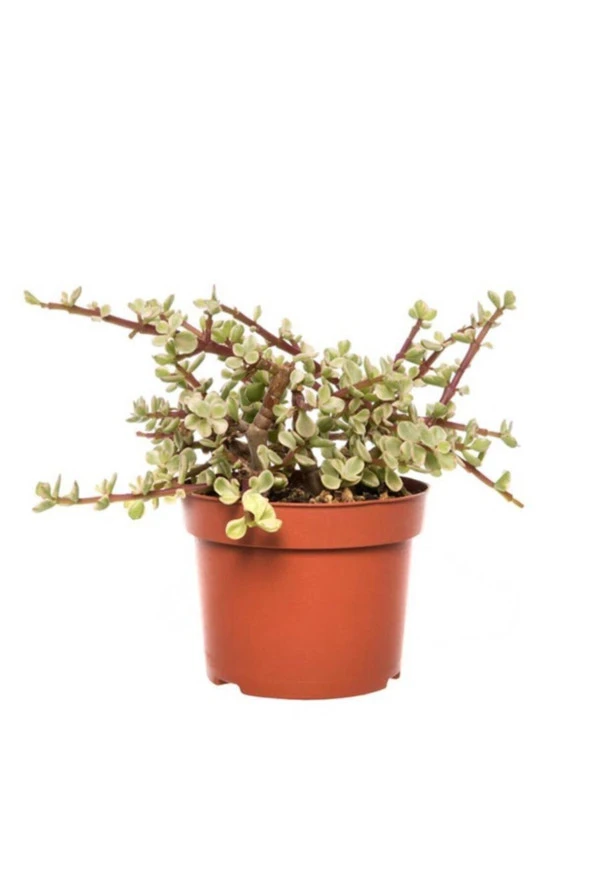 Portulacaria Afra 17cm Ø - Sukulent