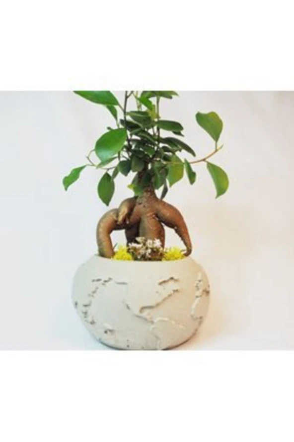 Ficus Ginseng Bonsai & Gri Dünyam Beton Saksıda Hediyelik Canlı Çiçek