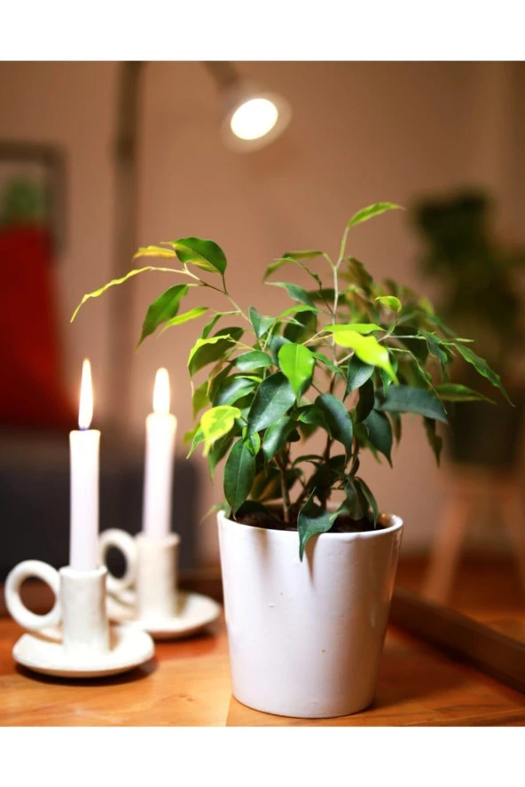 Ficus Benjamina ürün görseli