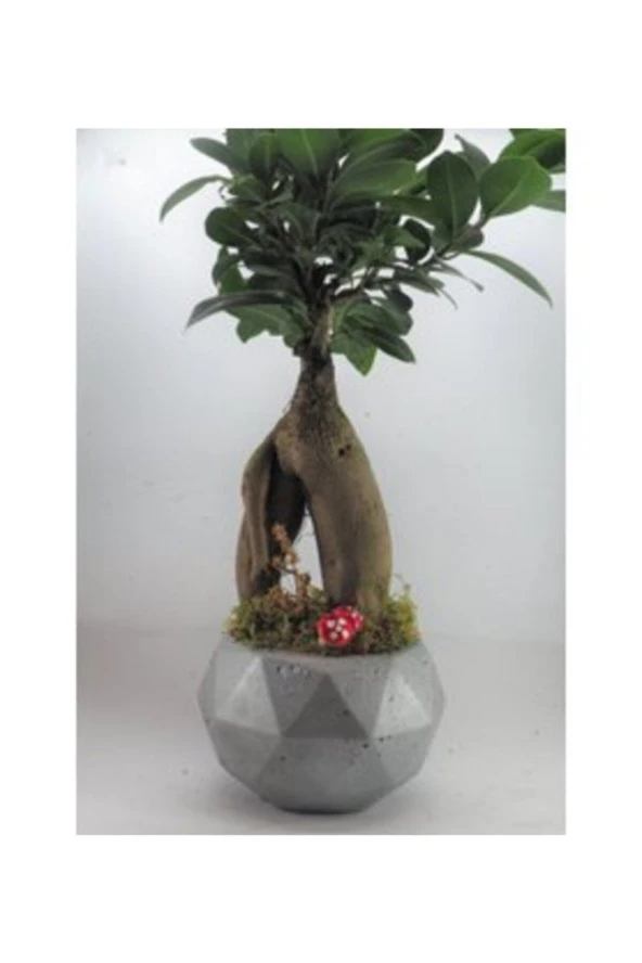Ficus Ginseng Bonsai & Gri Geometrik Beton Saksıda Hediyelik Canlı Çiçek - 2