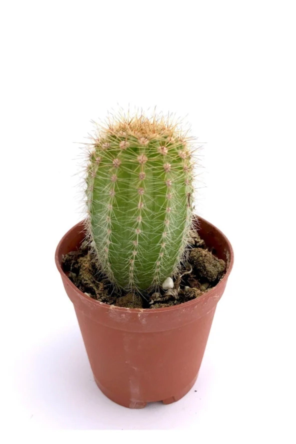 Echinopsis Oxygona Kaktüs ürün görseli