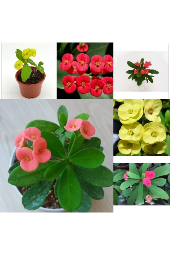 3 Adet Sarı Kırmızı Pembe Dikenler Tacı 5.5 9 Da 7okkk ürün görseli