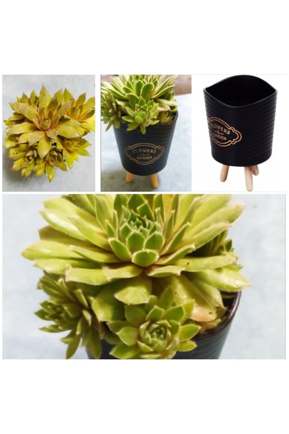 Şık Saksılı Sukulent ürün görseli