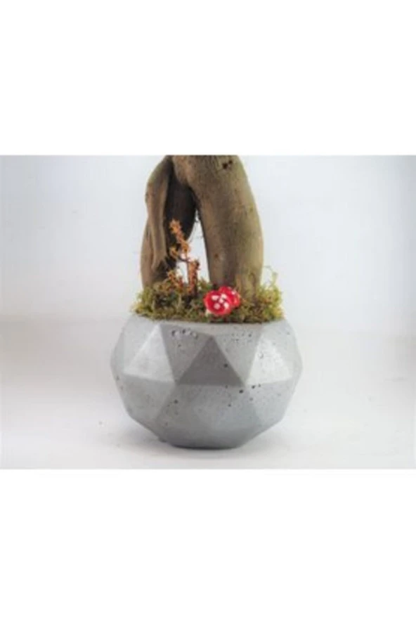 Ficus Ginseng Bonsai & Gri Geometrik Beton Saksıda Hediyelik Canlı Çiçek - 3