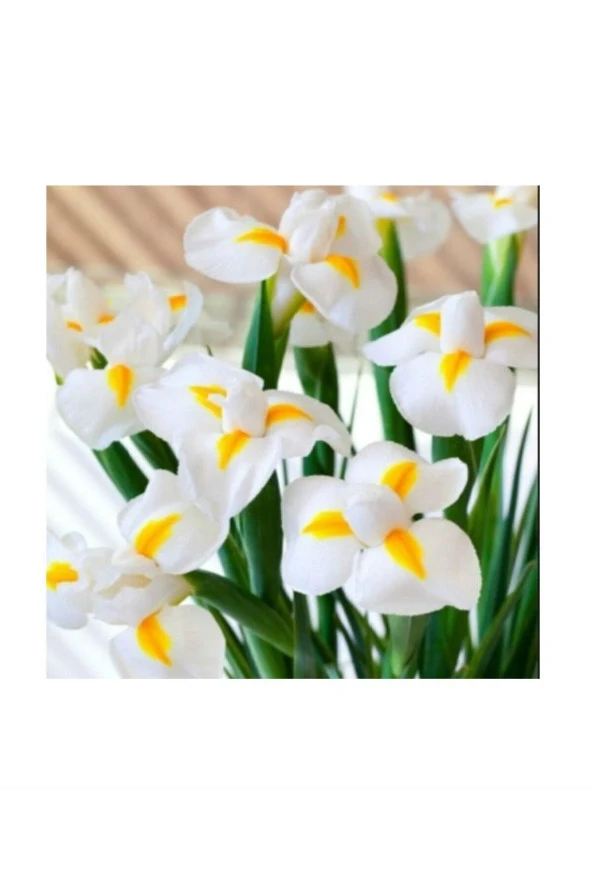 Golden Beauty Iris Süsen Soğanı - 10 Adet - Resim 3