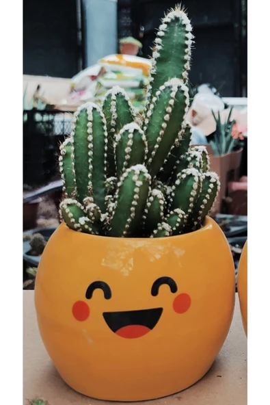 Cereus Jamacaru Özel Tür
