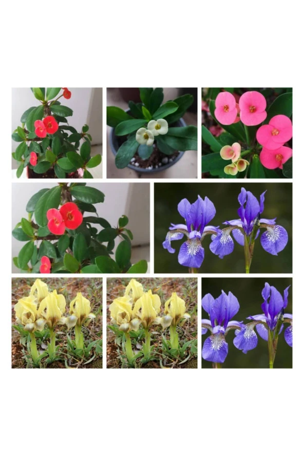 Üç Renk Dikenler Tacı Ve Iki Alman Süseni Soğanı ürün görseli