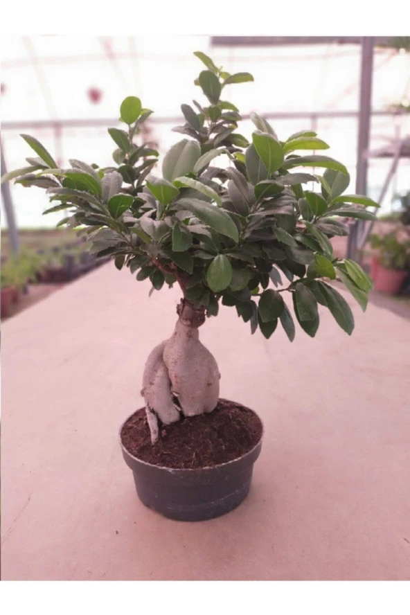Ficus Bonsai ürün görseli
