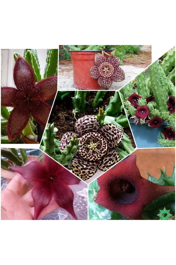 3 Çeşit Leş Kaktüsü 5.5 Saksıda ürün görseli