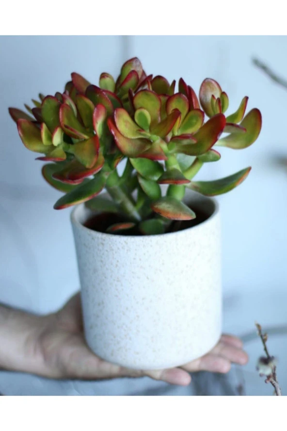 Crassula Ovata Bereket Çiçeği, Beyaz Seramik Saksıda