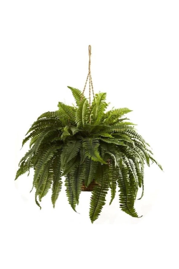 Aşk Merdiveni Çiçeği - Nephrolepis
