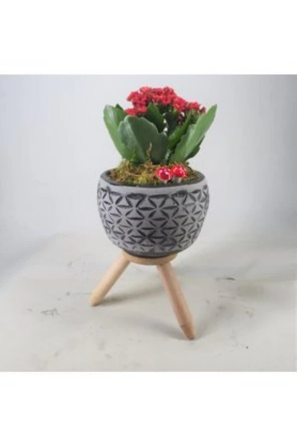 Kırmızı Kalanşo Kalanchoe & Siyah Bers Ayaklı Beton Saksıda Hediyelik Canlı Çiçek ürün görseli