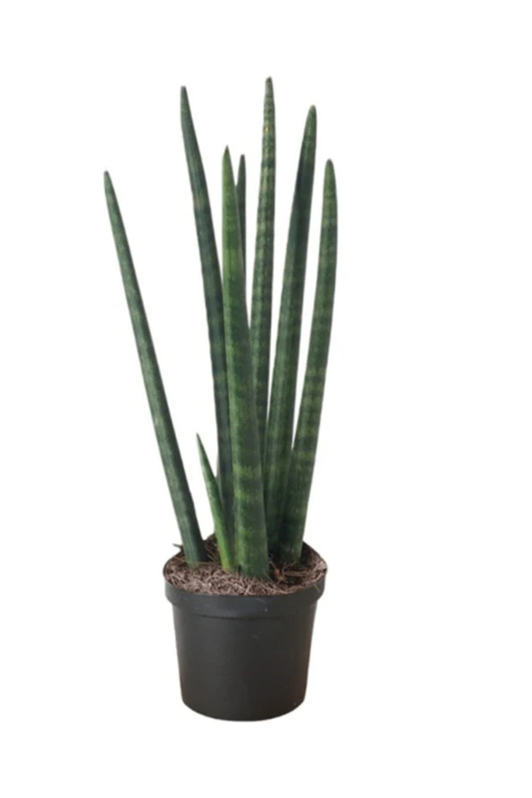 Sansevieria  Paşa Kılıcı