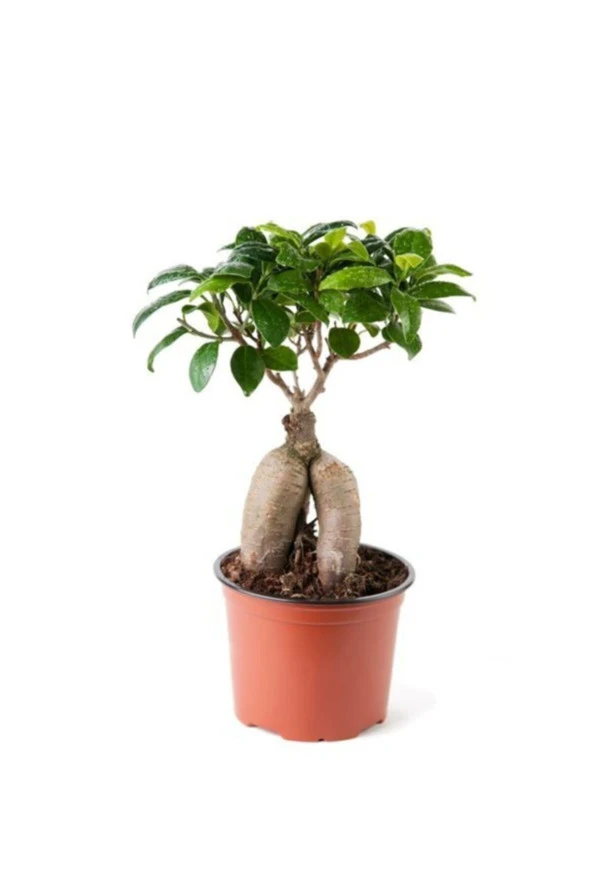 Ginseng Ficus Bonsai 35-45 cm ürün görseli