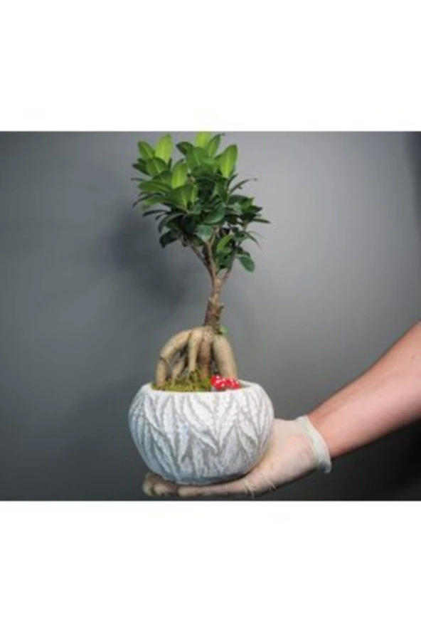 Ficus Ginseng Bonsai & Beyaz Vane Beton Saksıda Lik Canlı Çiçek - Resim 2