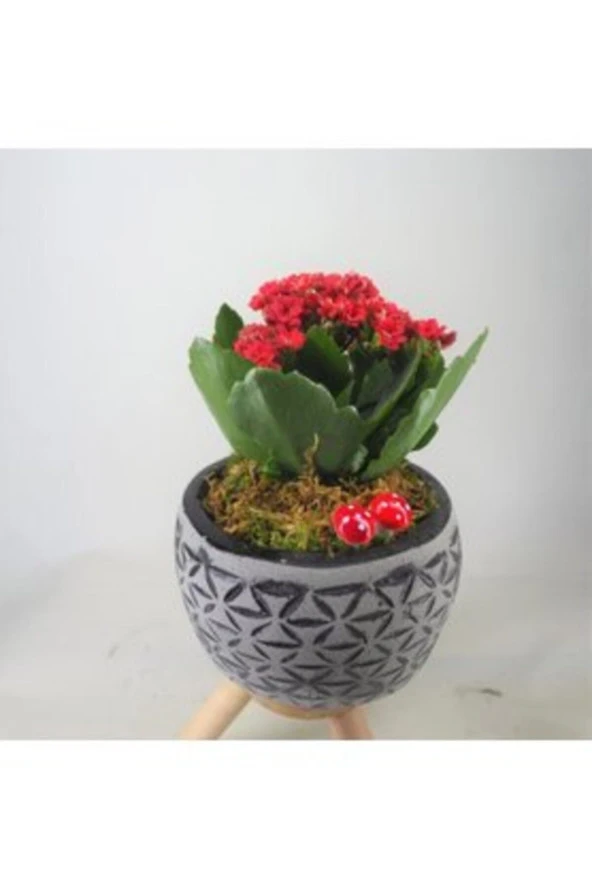 Kırmızı Kalanşo Kalanchoe & Siyah Bers Ayaklı Beton Saksıda Hediyelik Canlı Çiçek - Resim 2