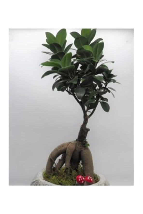 Ficus Ginseng Bonsai & Beyaz Vane Beton Saksıda Lik Canlı Çiçek - Resim 3