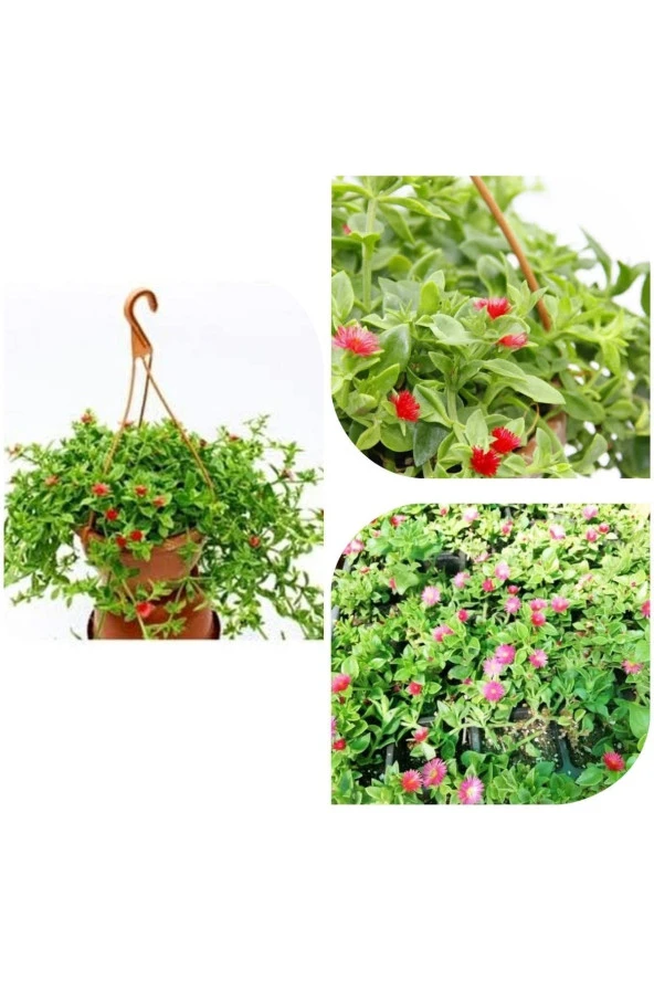 Buz Çiçeği Sarmaşığı Askılı Oksijen Makinesi - Resim 2