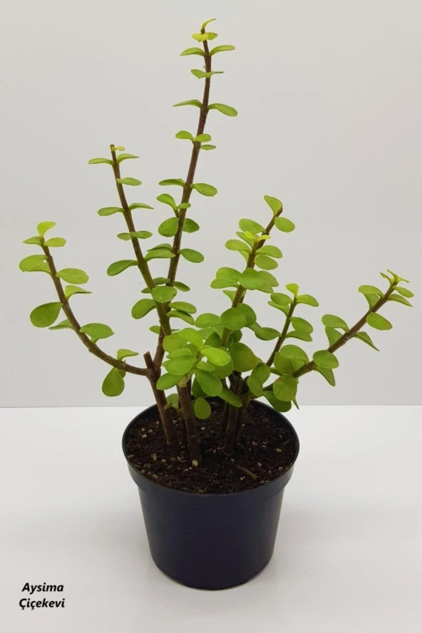 Bonsai Yeşim Ağacı Portulacaria Afra Sukulent 10cm Saksıda Uzunluk 30-35 Cm Arasıdır