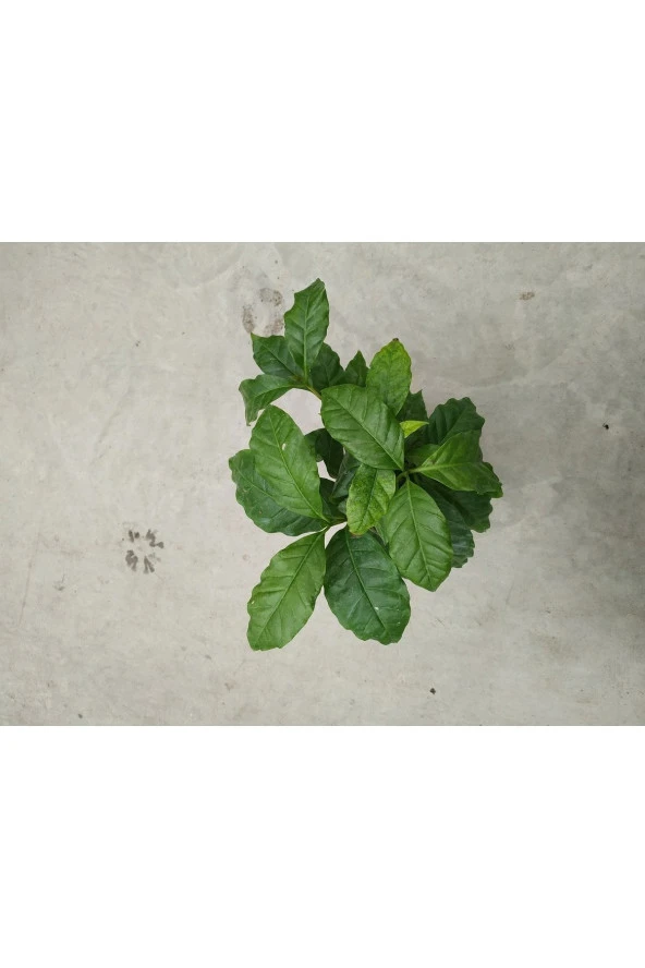 Coffee Arabica- Kahve Ağacı - 2