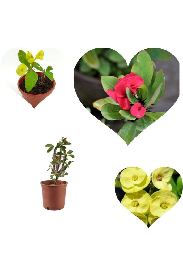 2 Dikenler Tacı Sarı Ve Kırmızı ürün görseli